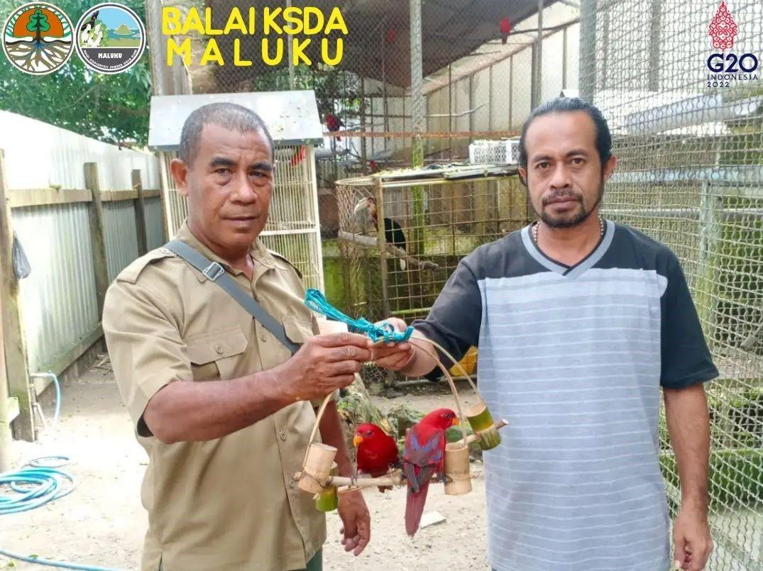 BKSDA Maluku Amankan Dua Ekor burung Nuri Maluku