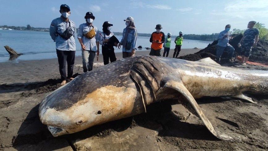 Evakuasi Hiu Paus Totol yang Terdampar di Sungai Bogowonto