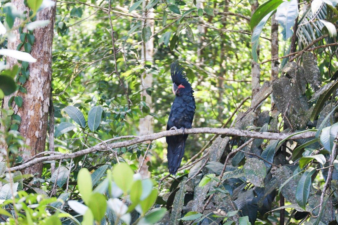 Hutan Sekitar Kawasan Cagar Alam Cycloop Terima Kepulangan 74 Satwa Asli Papua