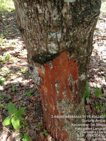 Beruang Muncul, Petugas Lakukan Penanganan