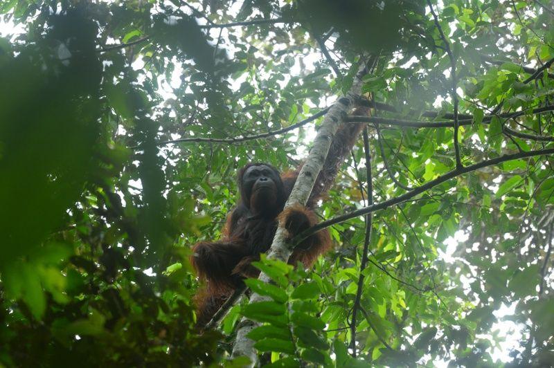 Empat Orangutan Dilepasliarkan Di Hutan Lindung Gunung Batu Mesangat, Kalimantan Timur