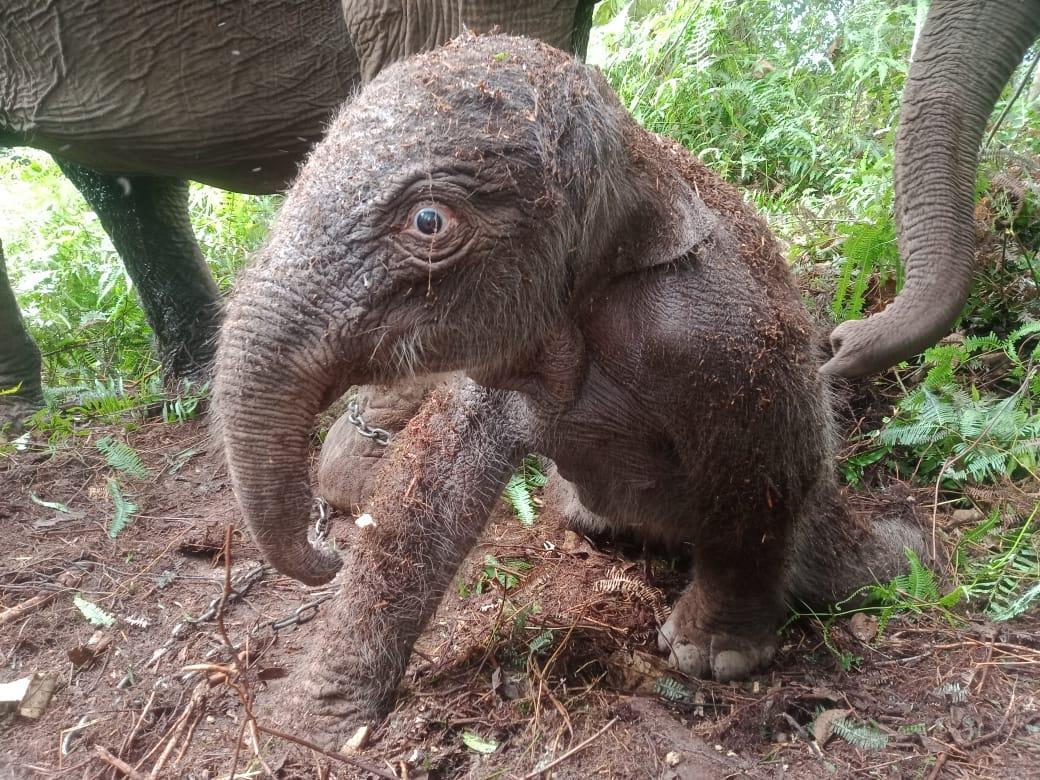 Seekor Anak Gajah Sumatera Lahir di Elephants Flying Squad TN Tesso Nilo