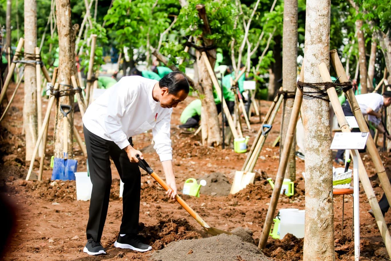 Masuk Musim Hujan, Presiden Jokowi Ajak Masyarakat Tanam Pohon Atasi Perubahan Iklim dan Polusi Udara