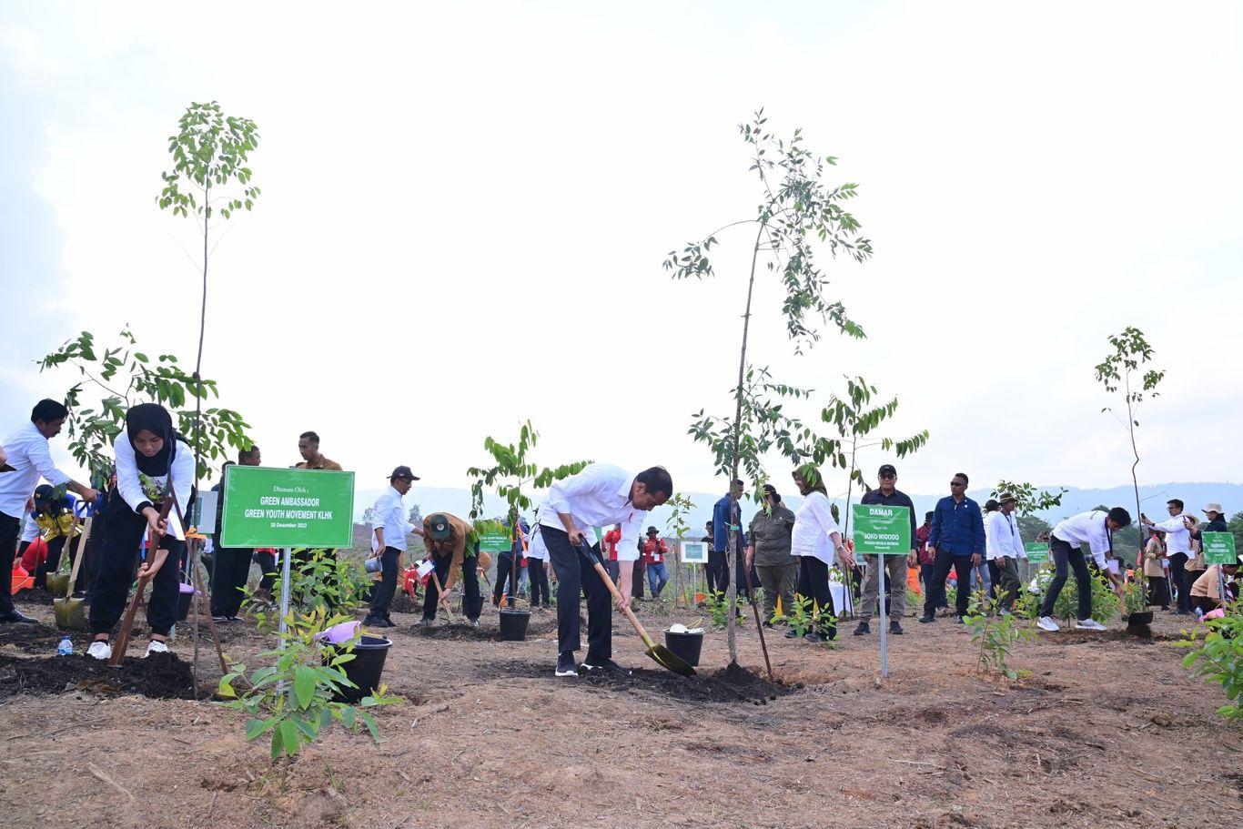 Hijaukan IKN, Masyarakat Tanam Pohon Bersama Presiden