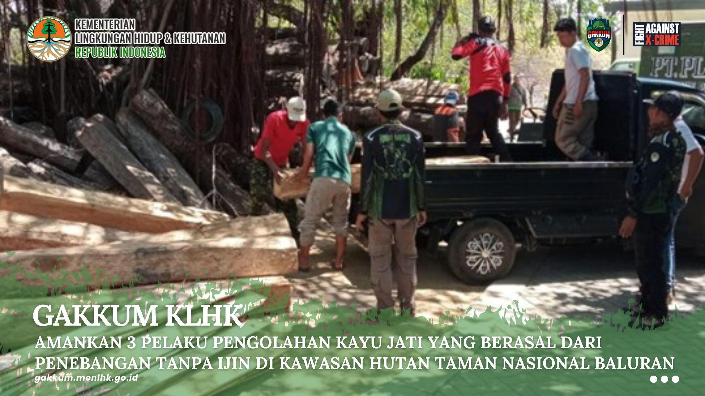 Gakkum Klhk Amankan 3 Pelaku Pengolahan Kayu Jati Yang Berasal Dari Penebangan Tanpa Ijin Di Kawasan Hutan Taman Nasional Baluran