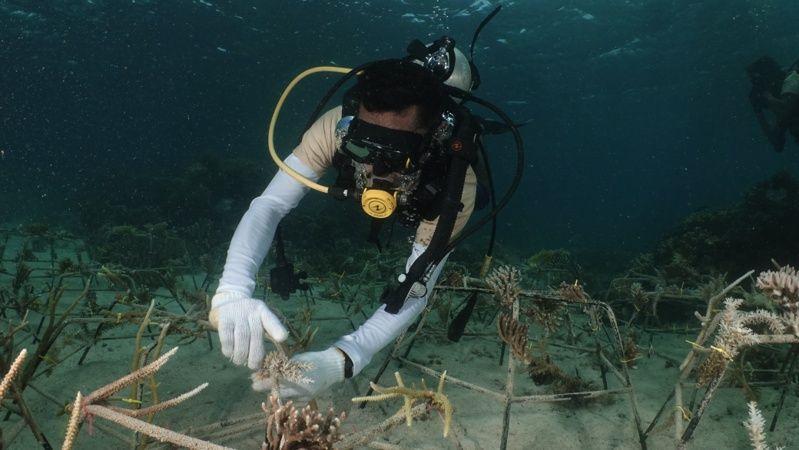 Balai Besar Taman Nasional Teluk Cenderawasih Lakukan Transplantasi Terumbu Karang di Pulau Apimasum