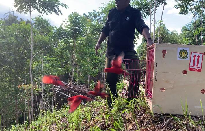 BKSDA Maluku Lepasliarkan 30 Satwa Liar Endemik