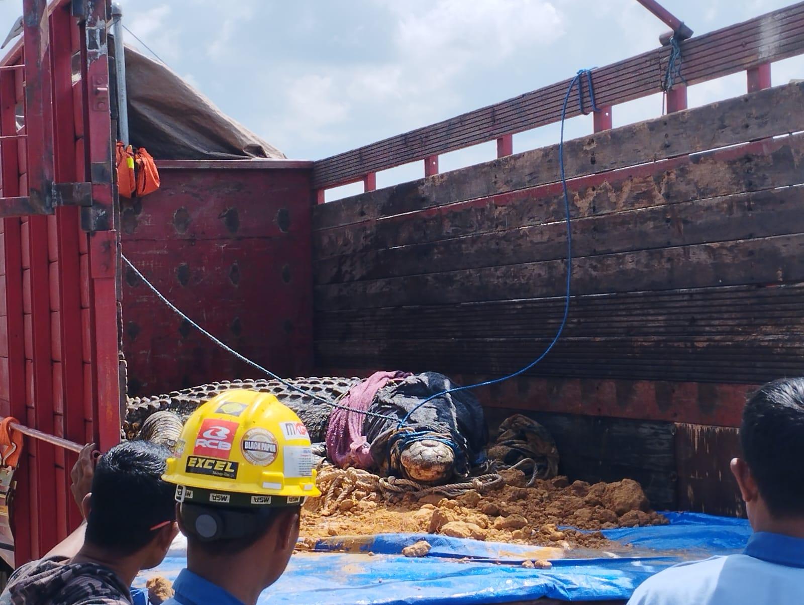 Tiga Ekor Buaya Muara Dipindahkan ke Lembaga Konservasi Satwa Gunung Bayan Lestari Kutai Kartanegara