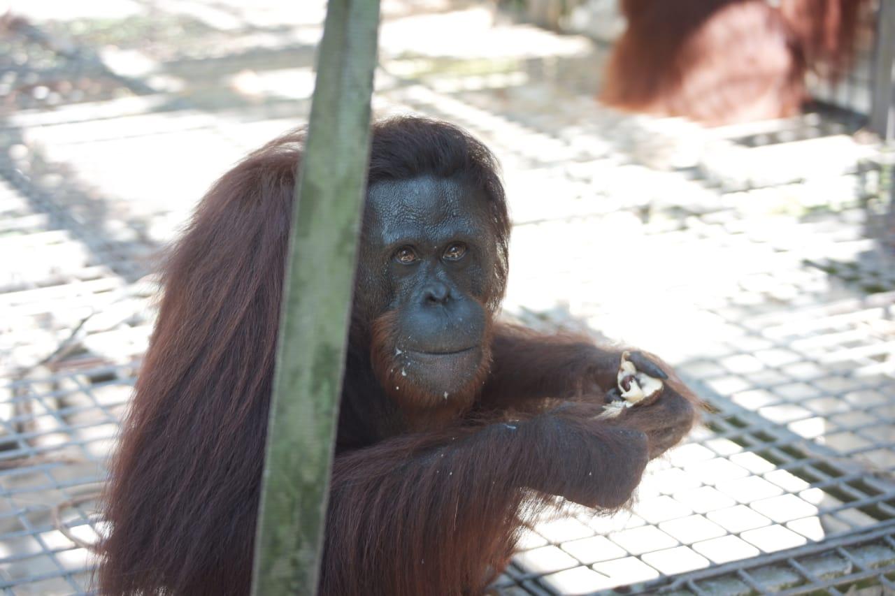 BKSDA Kalteng dan BKSDA Kaltim Lepasliarkan 12 Individu Orangutan