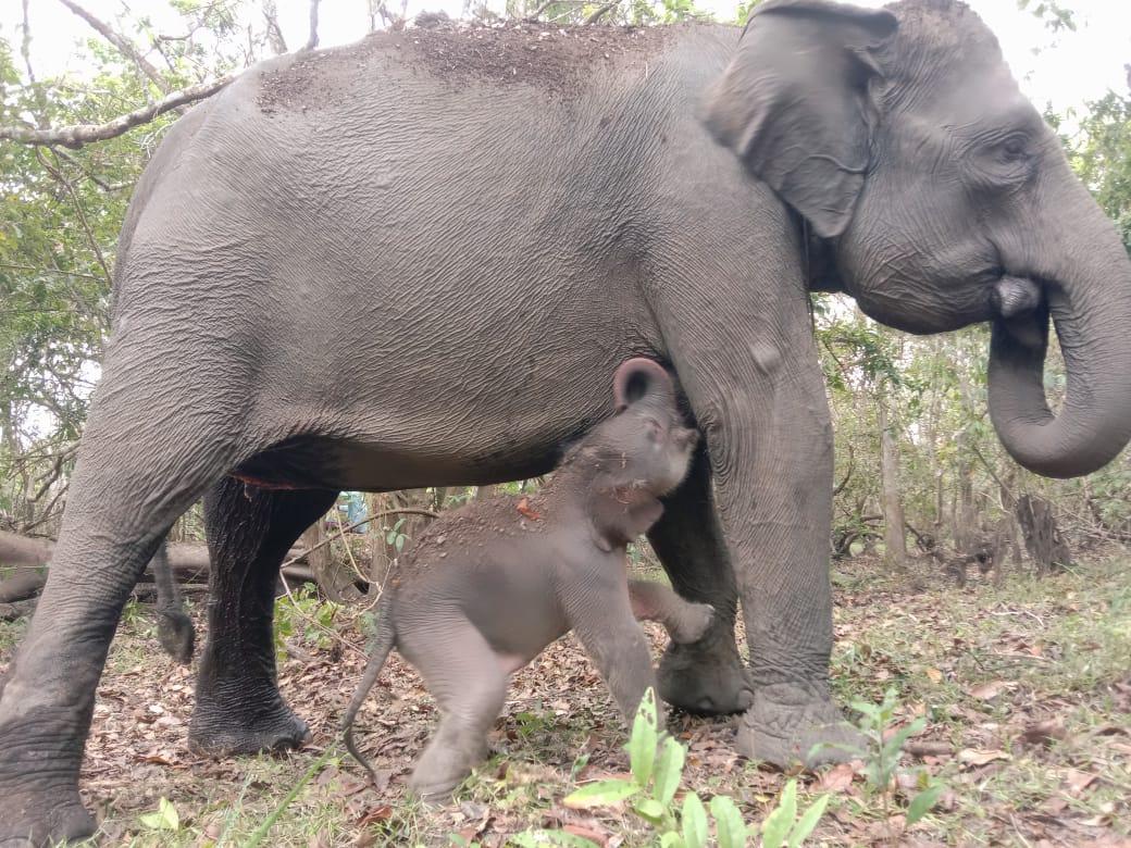 Bayi Gajah Sumatera Kembali Lahir di Taman Nasional Way Kambas